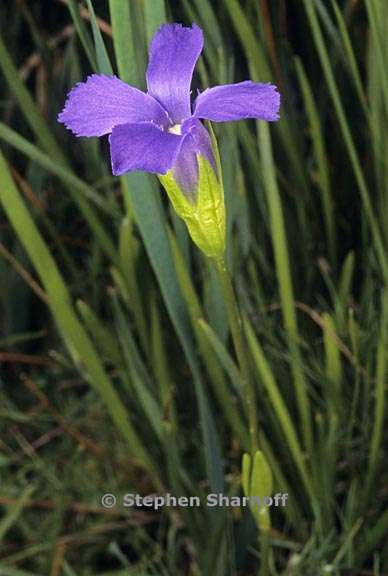 gentianopsis simplex 1 graphic